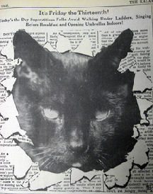 cat in newspaper