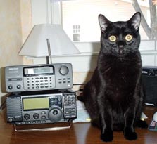 cat beside radio