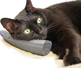 cat on phone