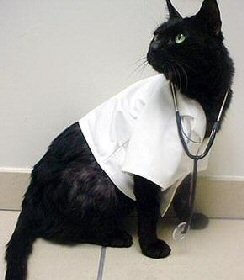 cat in doctor costume