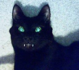 vampire cat