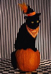 Halloween cat