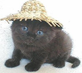 cat wearing straw hat