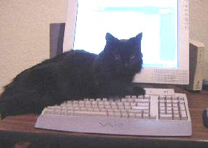 cat by computer