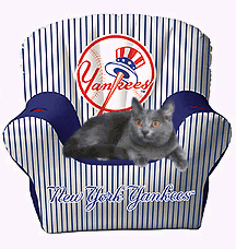 cat in Yankee chair