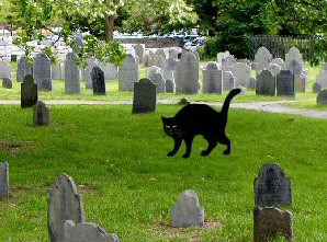 cat in cemetery