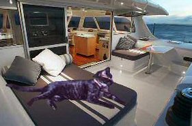 cat on yacht