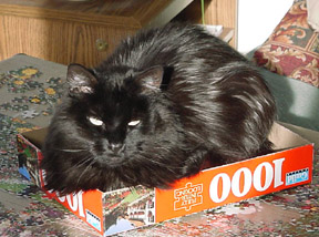 cat in top of puzzle box