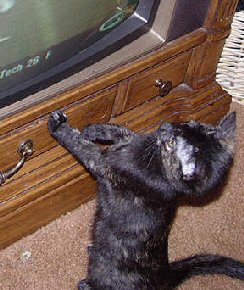 kitten watching TV