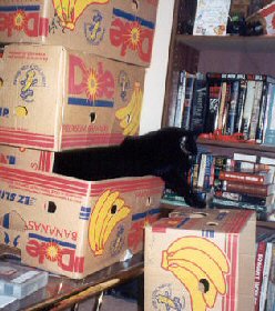 cat in boxes