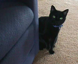 cat looking out from behind couch