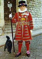 cat with beefeater