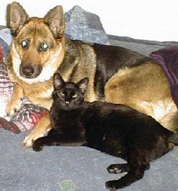 cat with German shepherd