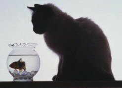 cat with goldfish bowl