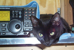 cat by radio