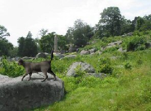 cat on Little Round Top