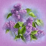 lilacs