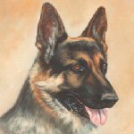 German shepherd