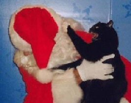 cat with Santa