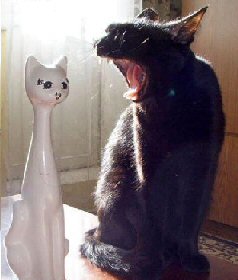 black cat with porcelain cat