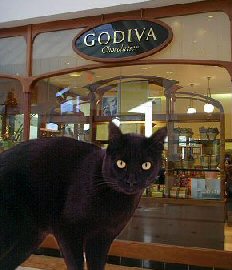 cat at Godiva store