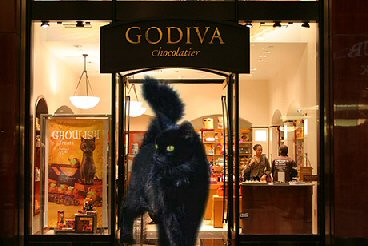 cat at Godiva store