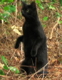 cat standing like a meerkat