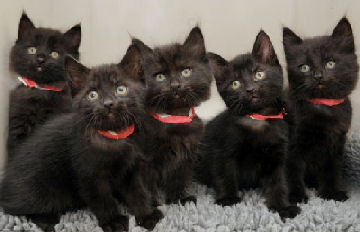 five black kittens