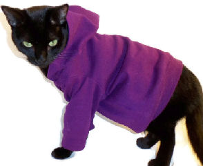 cat wearing sweatshirt