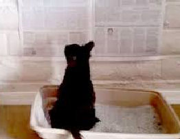 cat in litter box in front of newspaper