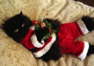 cat in Santa suit