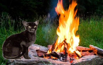 cat by campfire