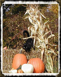 black cat, corn stalk and pumpkins