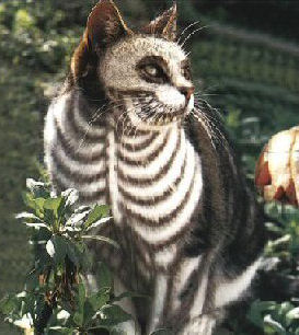 cat with skeleton makeup