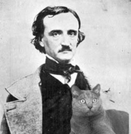 cat with Poe