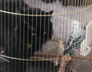 cat in bird cage