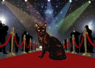 cat on red carpet