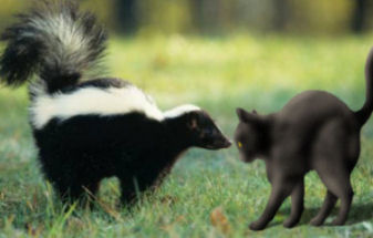 cat with skunk