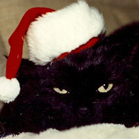 cat with Santa hat