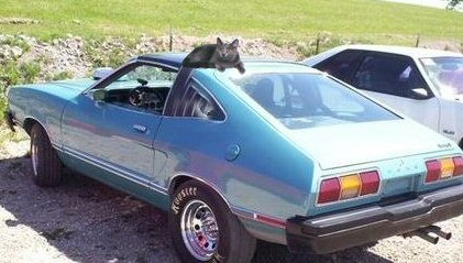 cat on Mustang