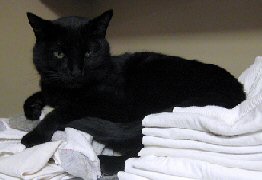 cat sitting on laundry