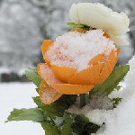 flower under snow