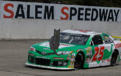 cat on a race car