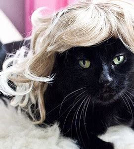 cat with blond wig