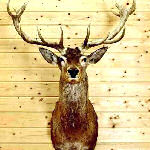 mounted deer head