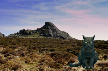 cat on moors