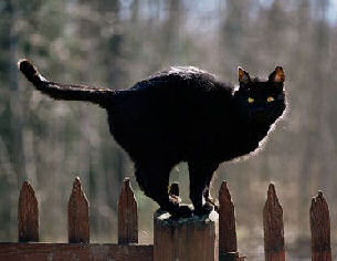 cat on picket fence