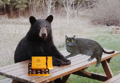 cat and bear at picnic table