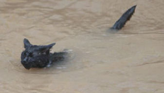 cat swimming in lake