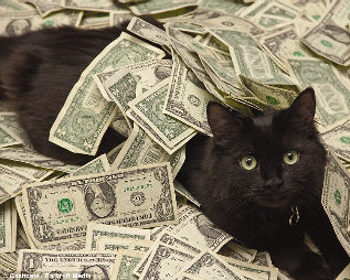 cat in pile of money